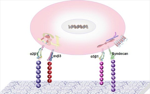 Extracellular Matrix Combinatorial Library